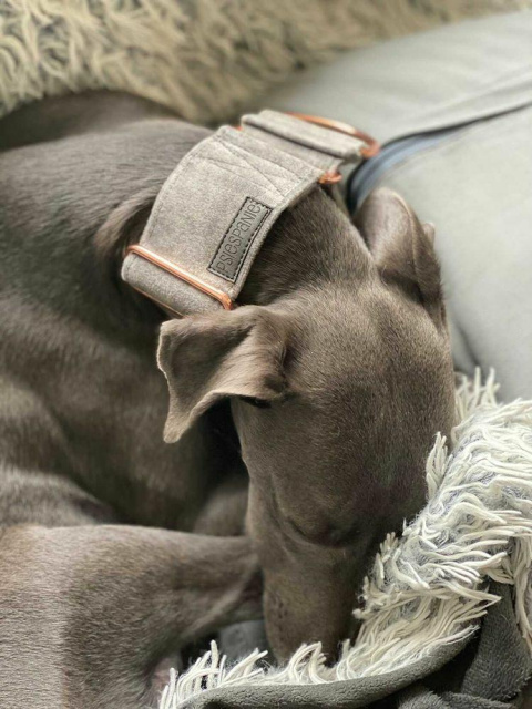 Martingale Obroża półzaciskowa