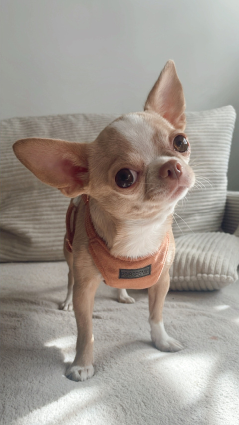 BRZOSKWINIOWE szelki bezuciskowe