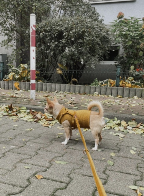 Sweterek 100% wełna merino - MUSZTARDA