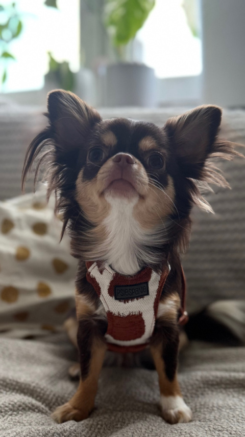 ŻYRAFA szelki bezuciskowe